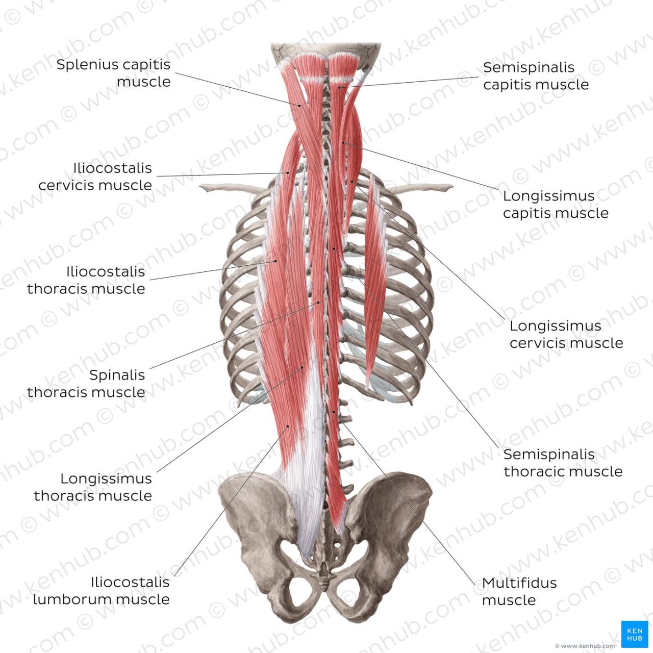 Muscles back superficial shoulder extrinsic trapezius major rhomboid dorsi latissimus levator scapulae muscle diagram minor anatomy upper chart forward rhomboids